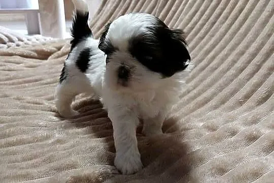 Shih-tzu, Małopolskie, Andrychów