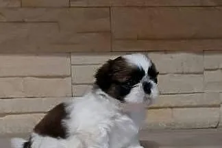 Shih-tzu, Małopolskie, Andrychów
