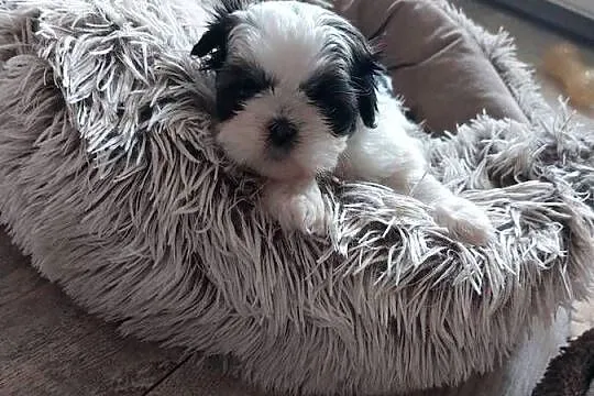 Shih-tzu, Małopolskie, Andrychów