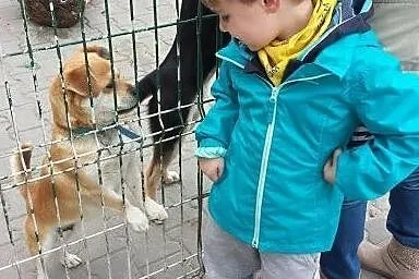 SKRAPI maleńki ciałem, ogromny duchem!! szuka domu