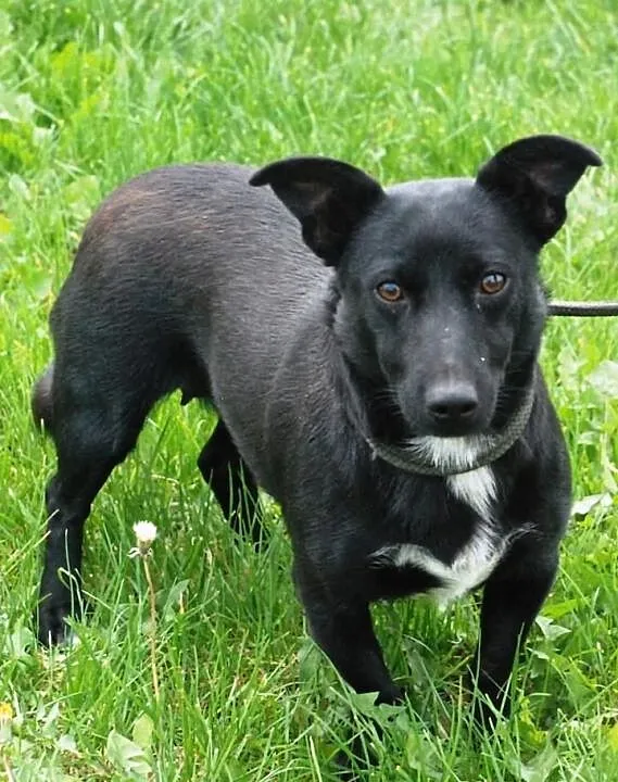 Nutka - wesoła, sympatyczna, lubi ludzi - adopcja