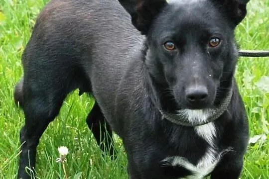 Nutka - wesoła, sympatyczna, lubi ludzi - adopcja