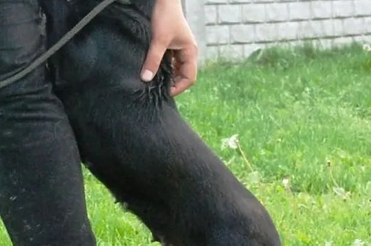 Nutka - wesoła, sympatyczna, lubi ludzi - adopcja