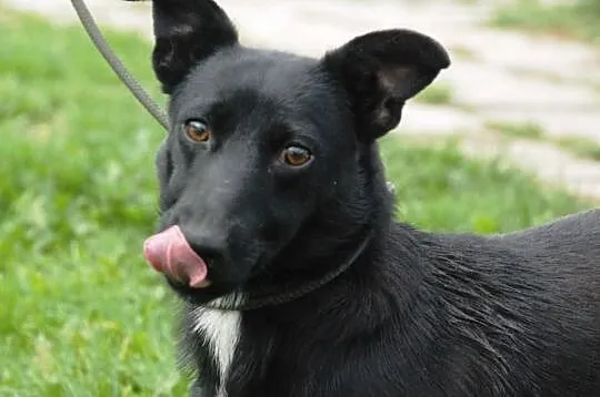 Nutka - wesoła, sympatyczna, lubi ludzi - adopcja