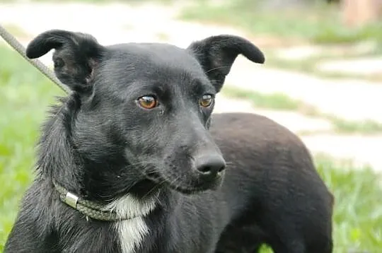 Nutka - wesoła, sympatyczna, lubi ludzi - adopcja