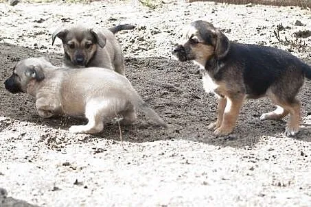 Sunie do adopcji,  śląskie Częstochowa