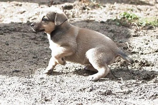Sunie do adopcji,  śląskie Częstochowa