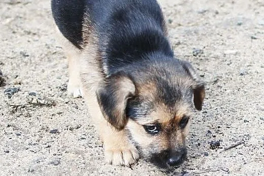 Sunie do adopcji,  śląskie Częstochowa
