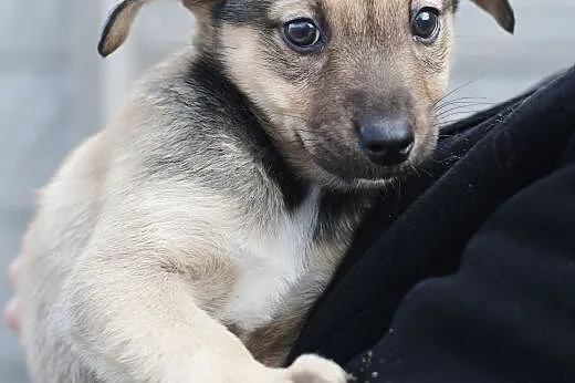 Sunie do adopcji,  śląskie Częstochowa
