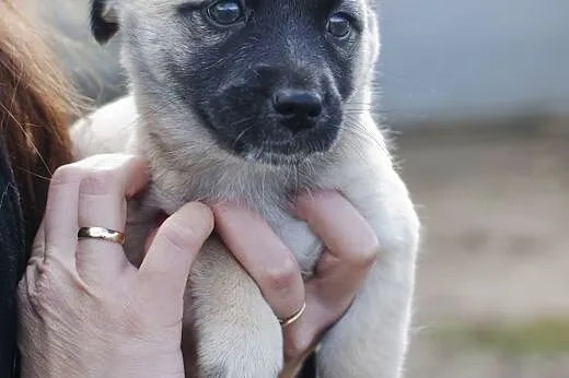 Sunie do adopcji,  śląskie Częstochowa