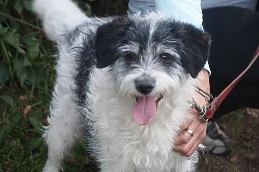 Bobi szalony terier szuka domu,  wielkopolskie Poz