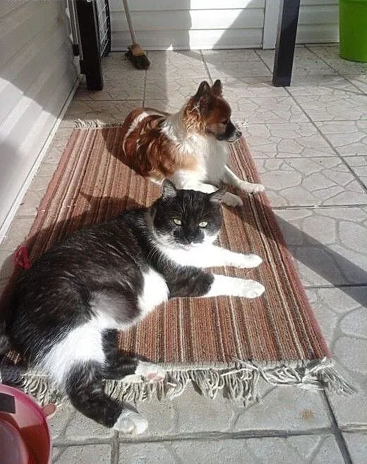 Puchaty piękny kocur - nieco w typie brytyjczyka,