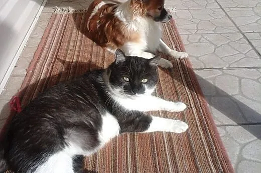 Puchaty piękny kocur - nieco w typie brytyjczyka, 