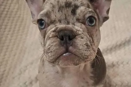 Buldog francuski lilac blue merle sunia