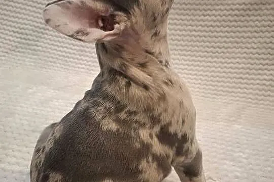 Buldog francuski lilac blue merle sunia, Wielkopolskie, Wronki