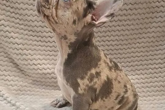 Buldog francuski lilac blue merle sunia, Wielkopolskie, Wronki