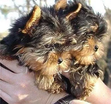 Zadarmo Filizanka Yorkie szczenieta, Yorki cała P