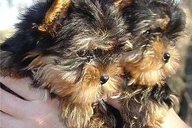 zadarmo Filizanka Yorkie szczenieta, Yorki cała Polska
