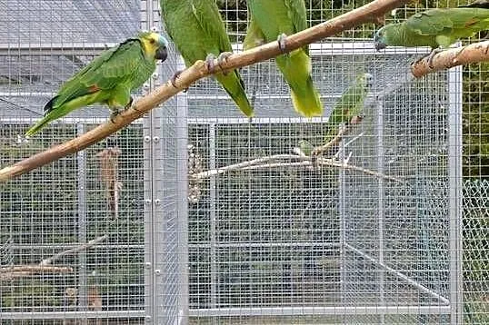 Sprzedam Amazonki Niebieskoczelne