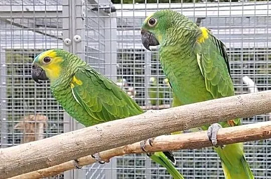 Sprzedam Amazonki Niebieskoczelne, Małopolskie, Skałka