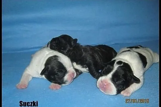 Buldog Francuski buldogi buldożki szczeniaczki ...