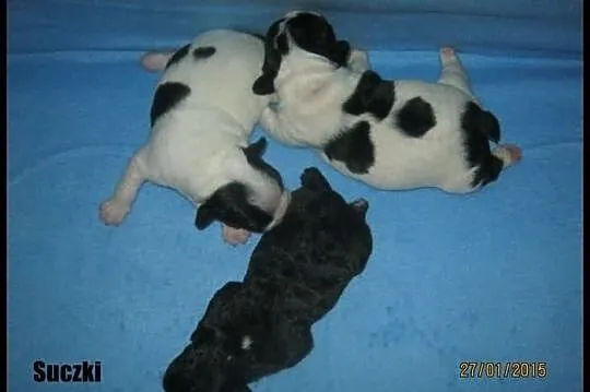 Buldog Francuski buldogi buldożki szczeniaczki ...