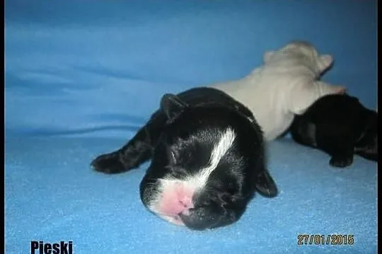 Buldog Francuski buldogi buldożki szczeniaczki ...