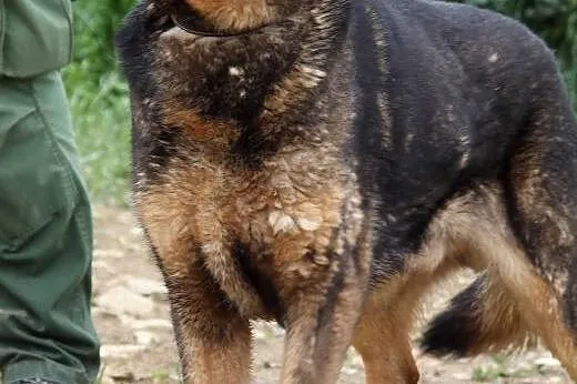 Stateczny Kortez poszukuje spokojnej przystani,  ś