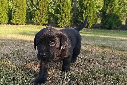 Labrador Retriever szczeniaczki czarne, rodowód, Mazowieckie, Chynów