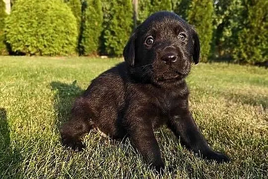 Labrador Retriever szczeniaczki czarne, rodowód, Mazowieckie, Chynów