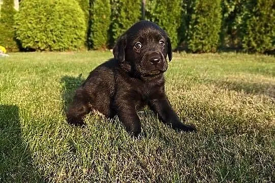Labrador Retriever szczeniaczki czarne, rodowód, Mazowieckie, Chynów