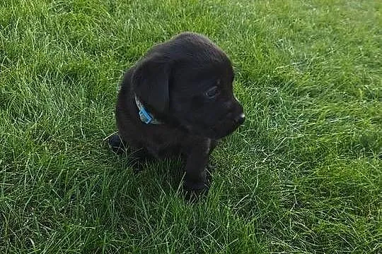 Labrador Retriever szczeniaczki czarne, rodowód, Mazowieckie, Chynów