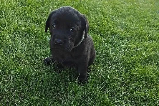 Labrador Retriever szczeniaczki czarne, rodowód, Mazowieckie, Chynów