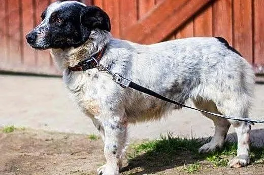 SKUBI - kochany, niewielki przytulak szuka nowego 