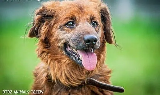 OTOZ Animals - Grafi - spokojny starszy psiak z na