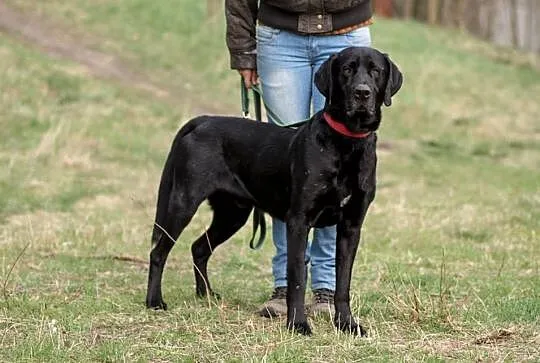 Hrabia - dystyngowany samiec szuka domu