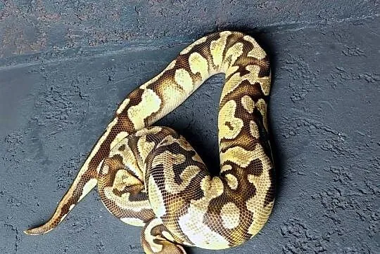 Citrus Pastel poss Fire