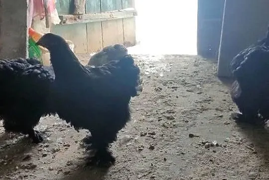 Kury kochiny olbrzymi czarne, Lubelskie, Tokarówka