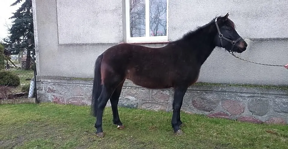 Klacz 143 cm -7 lat