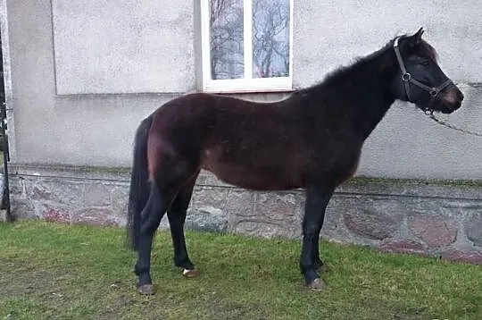 Klacz 143 cm -7 lat