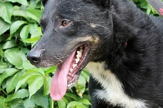 Pies-Szymuś,  śląskie Częstochowa, Częstochowa