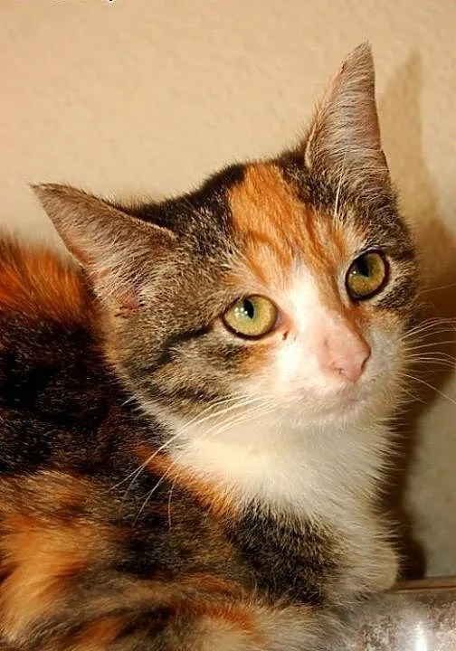 Kreska do adopcji, Pozostałe cała Polska