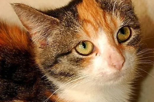 Kreska do adopcji, Pozostałe cała Polska
