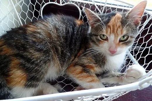 Kreska do adopcji,  Pozostałe cała Polska