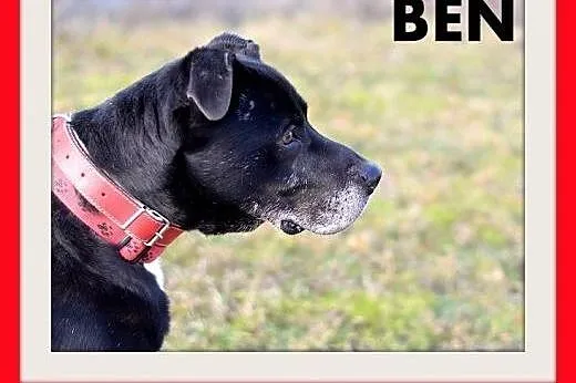 BEN,35kg,wierny,oddany opiekunom,odważny pies.ADOPCJA,  małopolskie Kraków