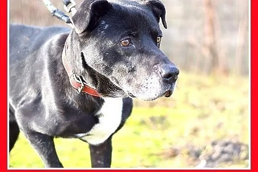 BEN,35kg,wierny,oddany opiekunom,odważny pies.ADOP