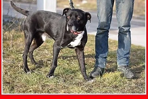 BEN,35kg,wierny,oddany opiekunom,odważny pies.ADOP