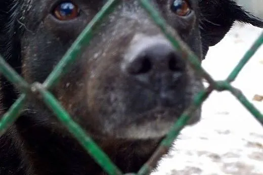 Pascal-15kg, czarny, łagodny, spokojny, nienachalny,  mazowieckie Warszawa