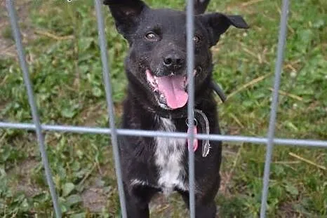 Pascal-15kg, czarny, łagodny, spokojny, nienachalny,  mazowieckie Warszawa, Mazowieckie, Warszawa