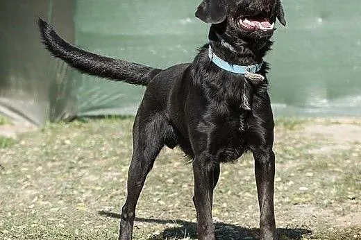 POKER - piękny, 2 letni czarny labrador szuka domu
